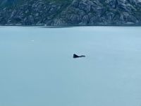 Wal oder Eisberg in Schwarz ?