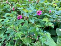 Die Salmon-berries bluehen