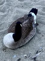 Vancouver kommt zur Ruhe