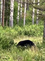 Der beschaeftigte Schwarzbaer