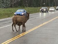 Durst mitten auf der Strasse