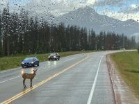 UUUps, bin ganz alleine, soviele Autos und Busse, wo ist meine Mama ?