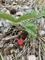 Ein Erdbeerchen traut sich 