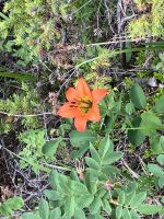 Oh wie schoen, eine Lilie