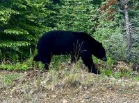 Ja wo sind denn diese Beerchen ?