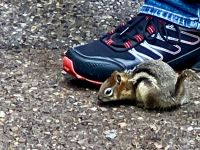 Das freche Streifenhoernchen