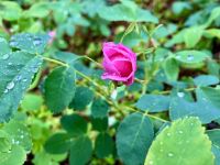 Ein Wildroeschen in Alberta