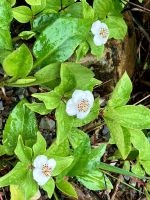 Dogwood Plant bei Emerald Lake