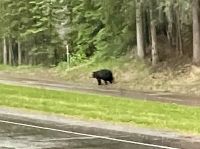 Der Begruessungs Baer bei der Einfahrt nach Banff