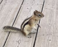 Streifenhörnchen, Sulphur Mountain