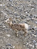Dickhornschaf, Sulphur Mountain