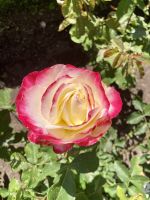 Butchart Gardens, Victoria