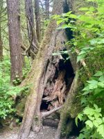 Tongass Rainforest, Ketchikan