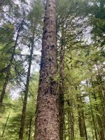 Tongass Rainforest, Ketchikan