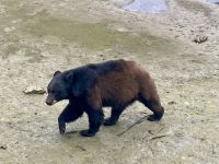 Schwarzbär, Tongass Rainforest, Ketchikan