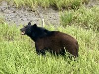 Schwarzbär, Tongass Rainforest, Ketchikan