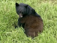 Schwarzbär, Tongass Rainforest, Ketchikan