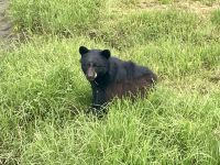 Schwarzbär, Tongass Rainforest, Ketchikan