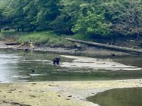Schwarzbär, Tongass Rainforest, Ketchikan