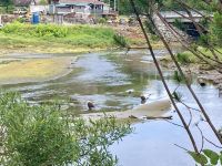 Weißkopfseeadler, Tongass Rainforest, Ketchikan