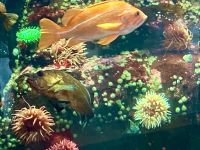 Das Aquarium in YVR mit einheimischer Meereswelt