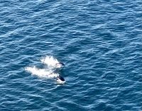 Lustig ist es neben der Koningsdam