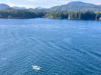 Wie die Pfeile jagen Schweinswale durch das Wasser