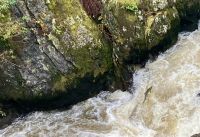 Und gleich noch ein Lachs 