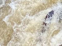 Lachse springen in Creek Street