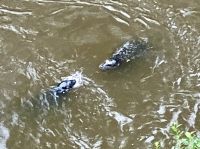 Zwei Seehunde in Ketchikan