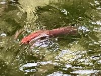 Sockey im schoenen roten Kleid mit gruenem Kopf