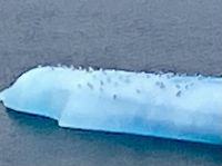 Puffins auf der Eisscholle