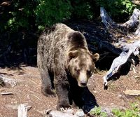 Grinder ist gerade aufgewacht von seiner Siesta