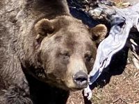 Profil von Grinder auf Grouse Mountain