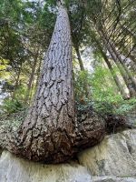 Er klebt an der Wand