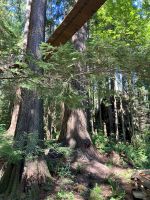 Baumwipfel Pfad von unten