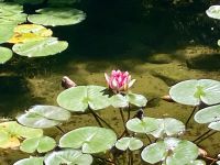 Die Seerose in Butchart Garten