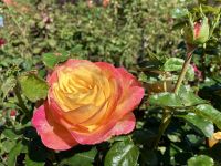 Ich bin die Schoenste