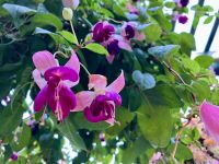 Im Haengegarten von Butchart Garten