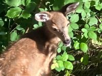 Das Reh im Garten in Victoria