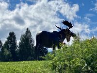 Das Moos von Clearwater