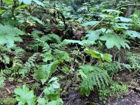 Devils Club und Farne in Hemlock Grove