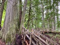 Urwald bei Rogers Pass