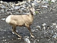 Das Krummhornschaf Maedchen