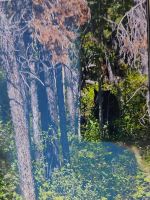 Ein Bär! Fast selbst gesehen...!