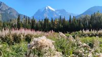 Mount Robson 