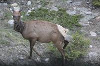 eine Wapitihirschkuh