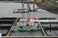 Lachsaufzuchtstation in Juneau