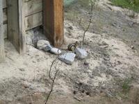 Ein Streifenhörnchen im Banff Nationalpark