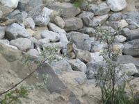 Noch ein Streifenhörnchen im Banff Nationalpark